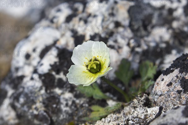 Svalbard poppy