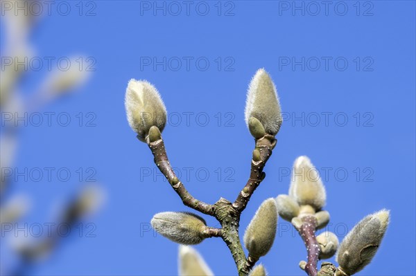 (Magnolia denudata) Fragrant Cloud, Dan Xin twigs with buds enclosed in a bract against blue sky in late winter, early spring