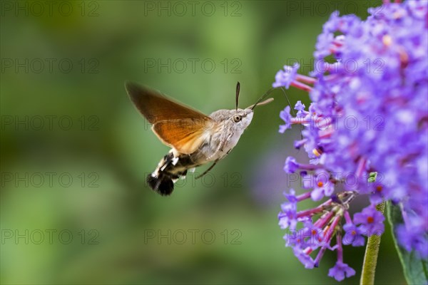 Hummingbird hawk-moth