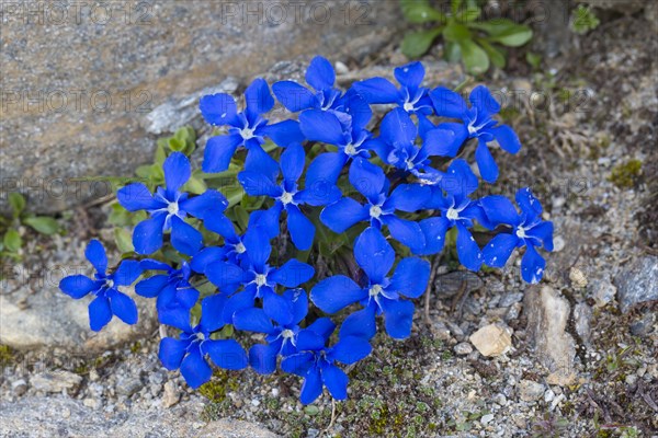 Bavarian gentian