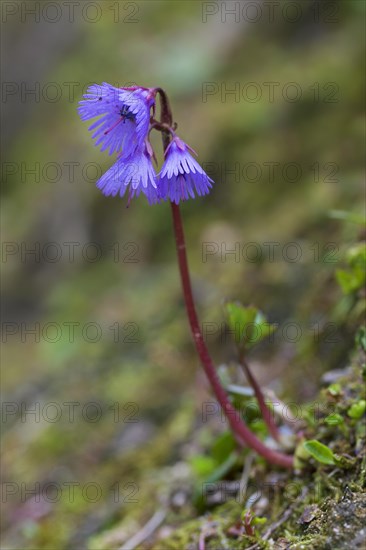 Alpine snowbell