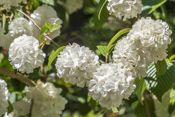 (Viburnum plicatum) Thunberg's original, Viburnum tomentosum sterile, close up of white flowers in spring