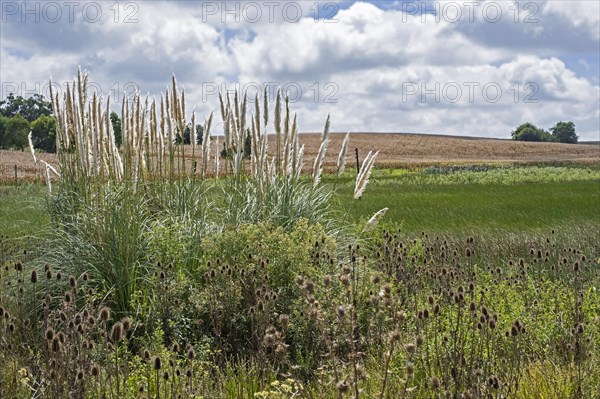 Pampas grass