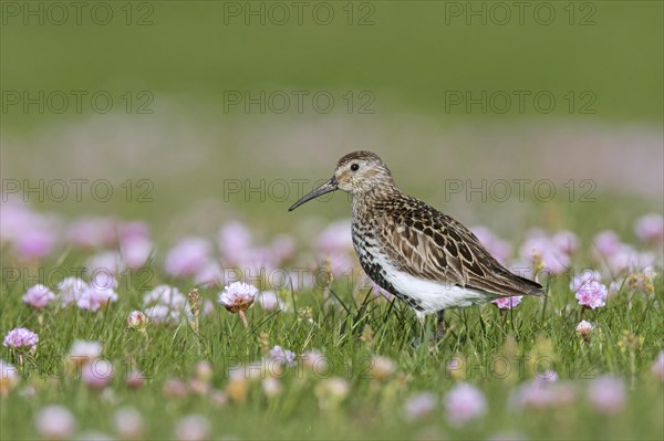 Dunlin