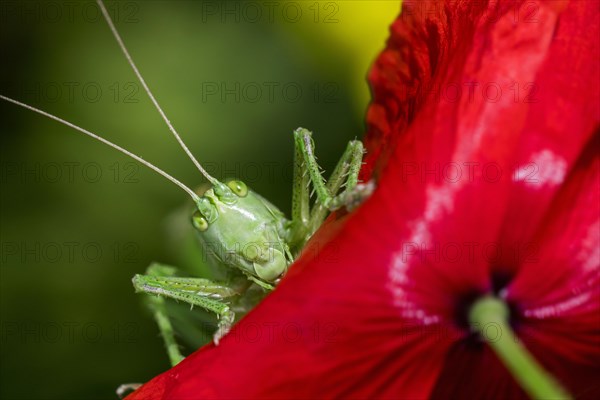 Great green bush-cricket