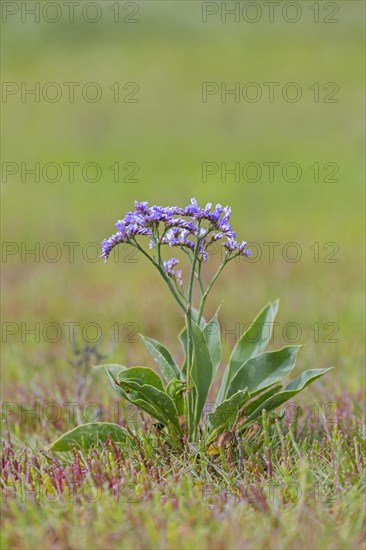 Common sea-lavender