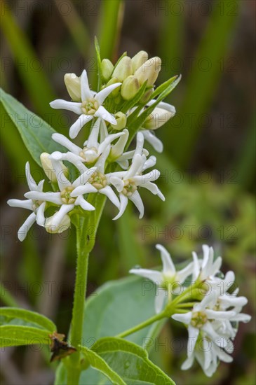 White swallow-wort