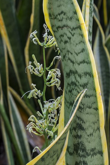 Striped mother-in-law's tongue