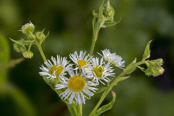 Annual fleabane