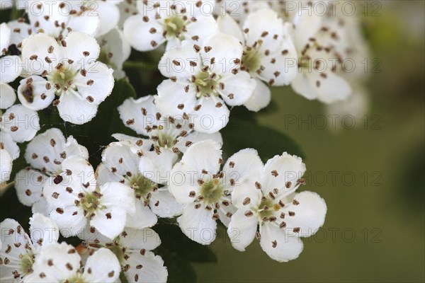 Common single-seeded hawthorn