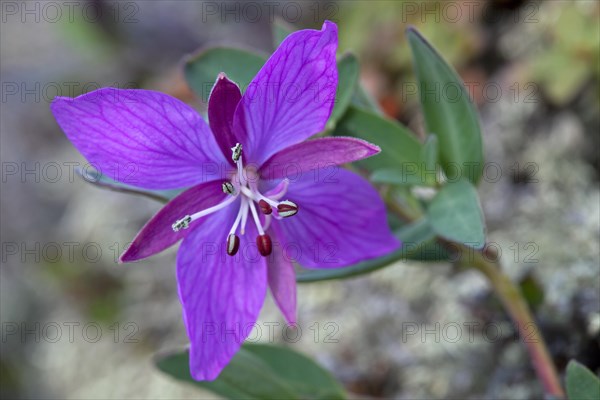 Dwarf fireweed