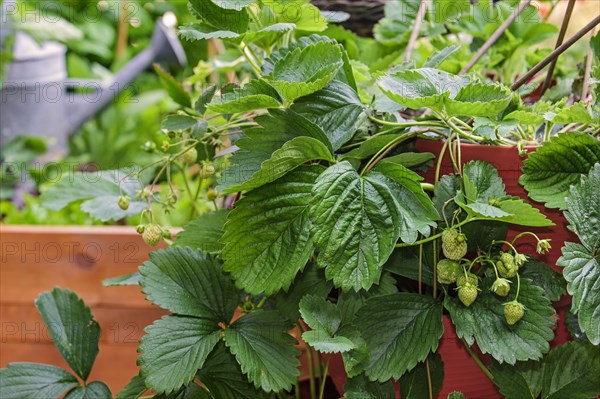 Unripre garden strawberries