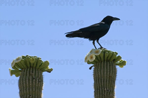 Common raven