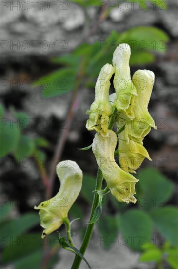 Northern wolfsbane