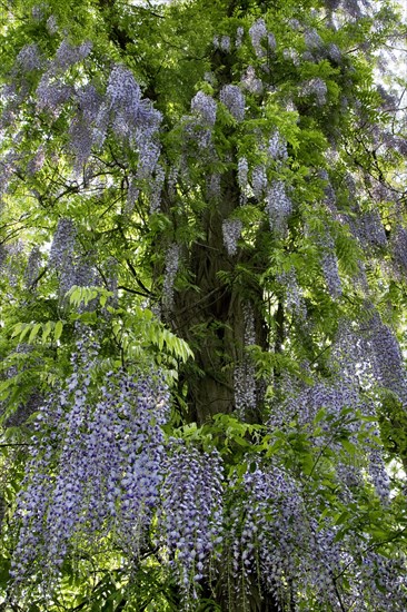 Japanese wisteria