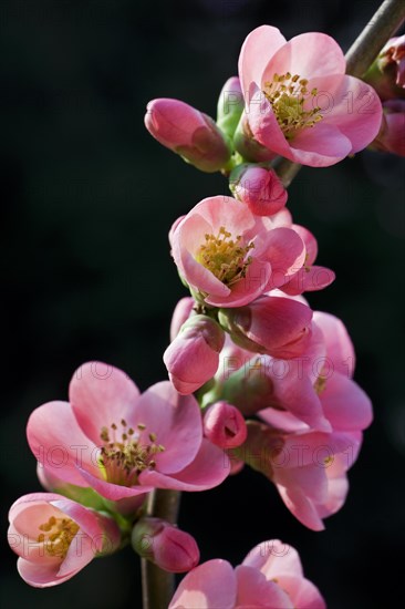 Japanese quince