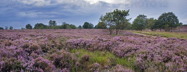 Heather flowering in heathland at the Hoge Kempen National Park