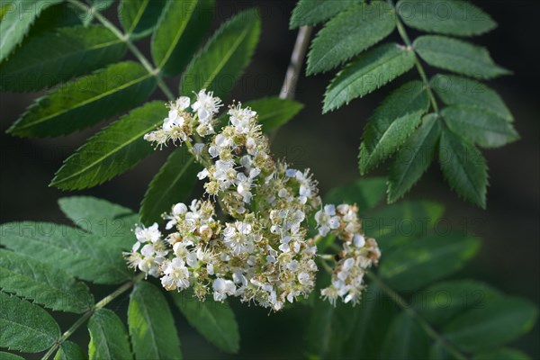 European Rowan