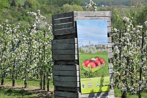 Wooden crates in half-standard Jonagold apple tree