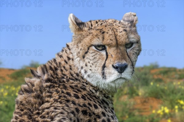 Northeast African cheetah