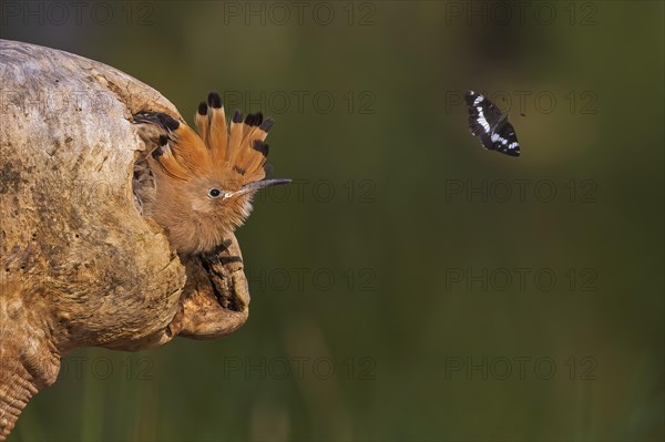 Hoopoe