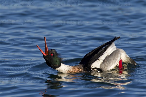 Red-breasted merganser