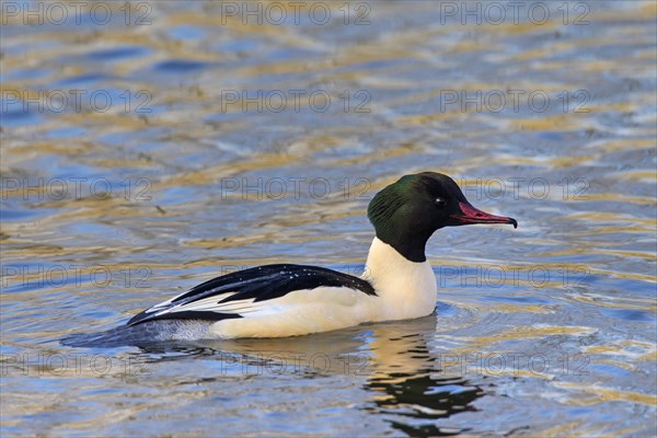 Goosander