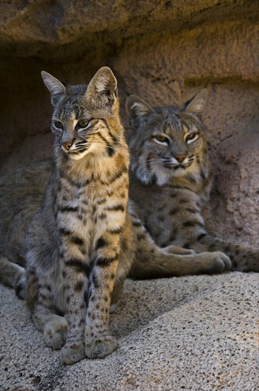 Two bobcats