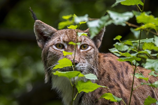 Eurasian lynx