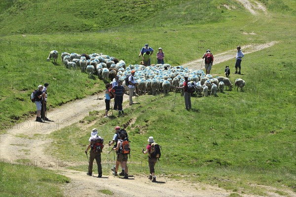 Shepherd and tourists herding flock of sheep to pasture up in the mountains along the Col du Soulor