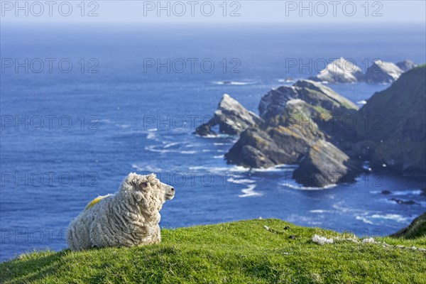White sheep ewe resting on sea cliff top at Hermaness National Nature Reserve