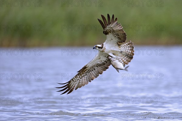 Western osprey