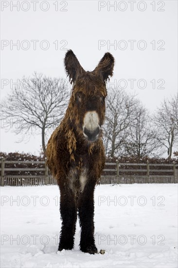 Baudet de Poitou