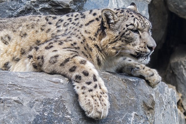 Snow leopard