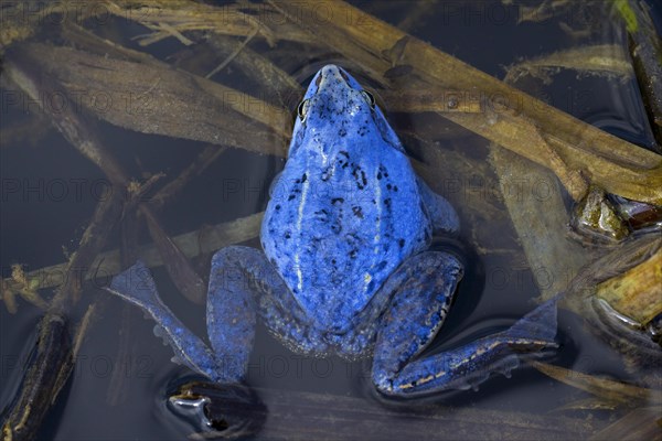 Moor Frog