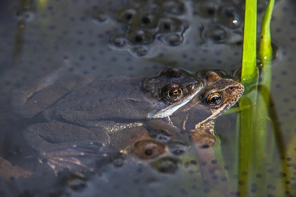 European common brown frogs