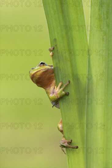 European tree frog