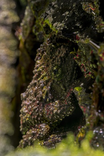 Mossy frog