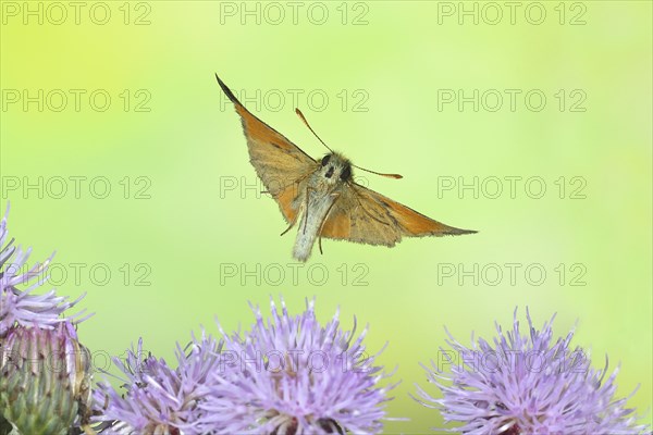 Large skipper