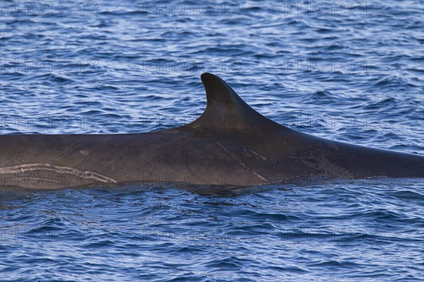 Fin whale