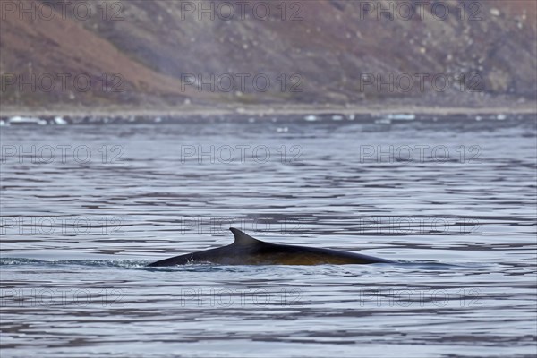 Fin whale