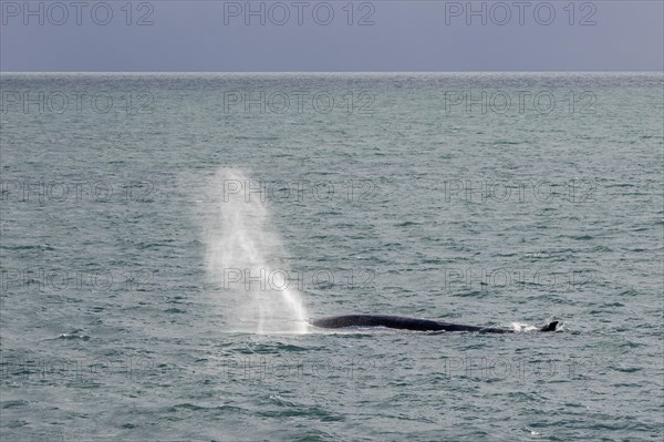 Fin whale