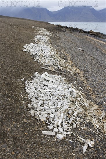 Beluga whale bones at the Bamsebu whaling station along Ingebrigtsenbukta bay shore near Kapp Toscana