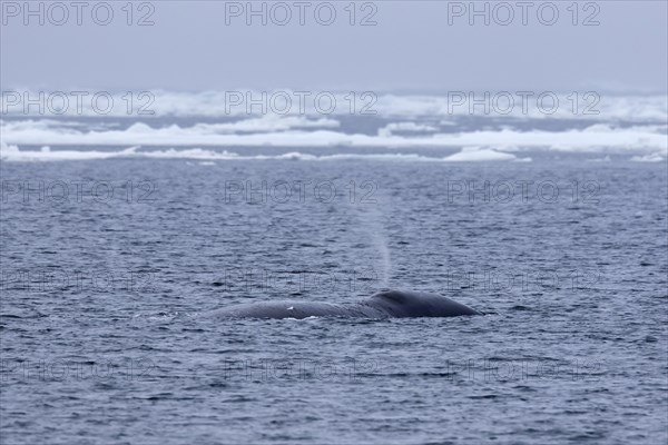 Blow through blowhole of bowhead whale