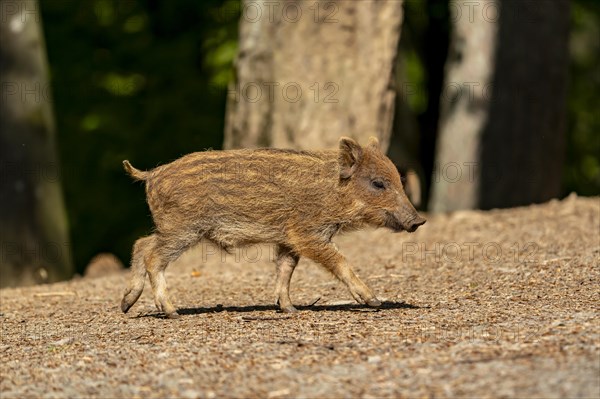 Wild boar