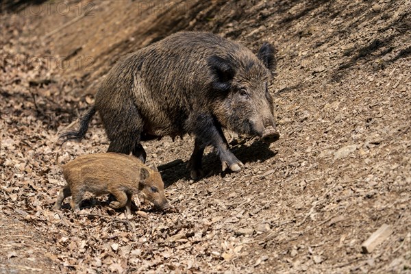 Wild boar