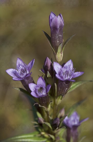 Autumn gentian