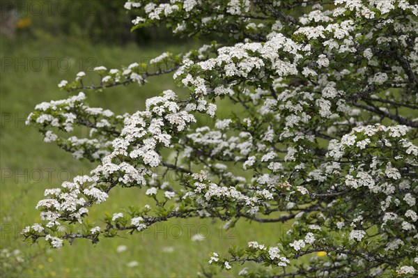 Midland hawthorn