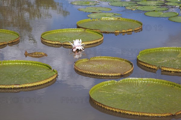 Giant leaves of the king lotus