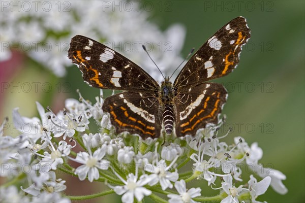 Map butterfly